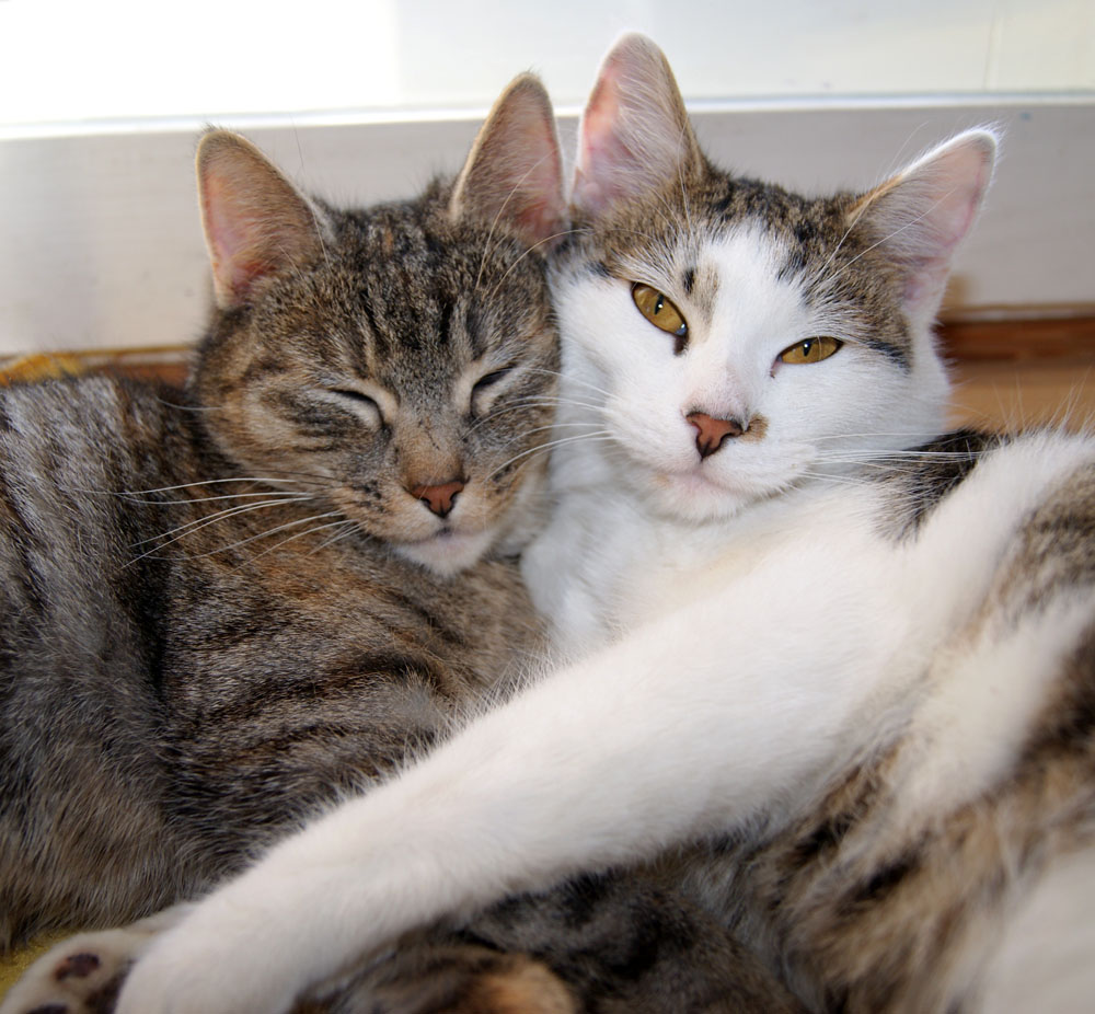 Glücklicher Valentinstag!