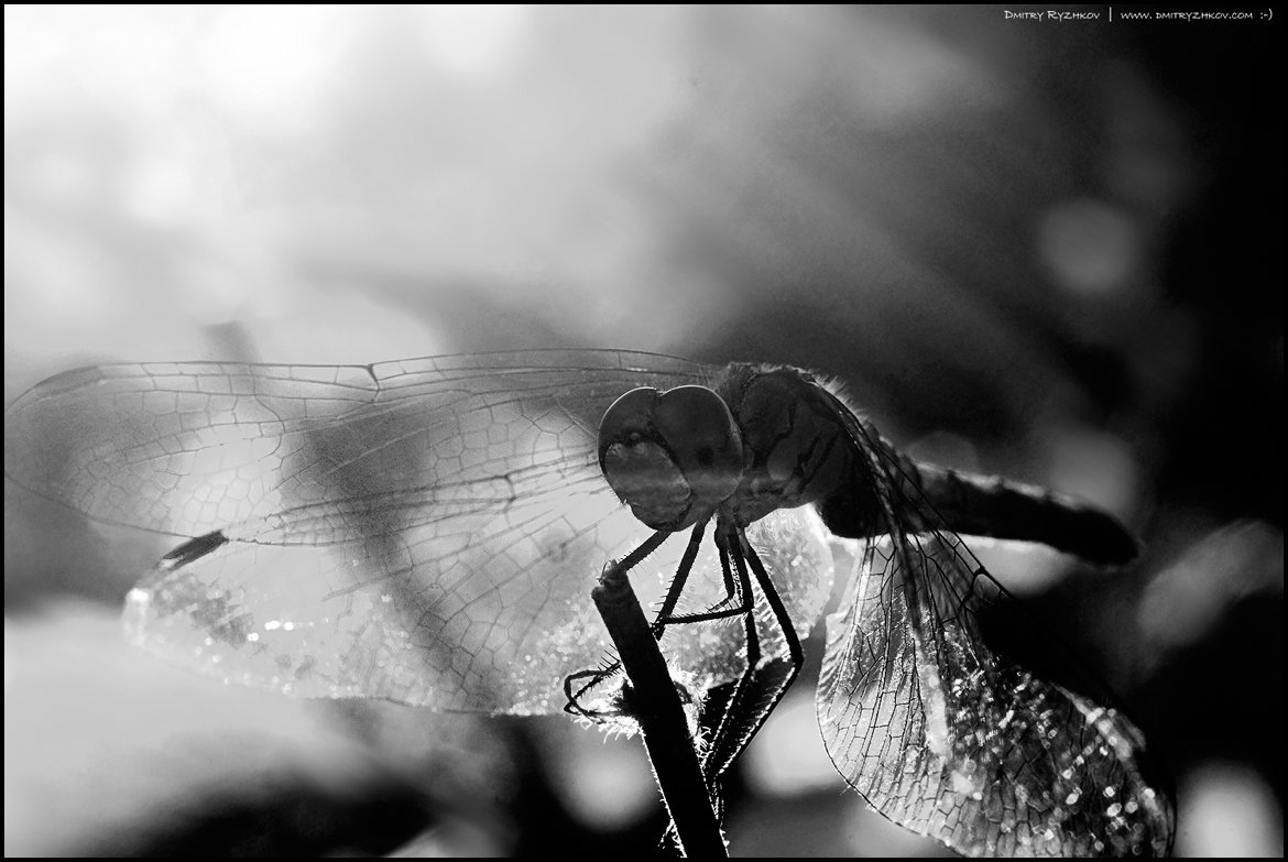 Dragonfly