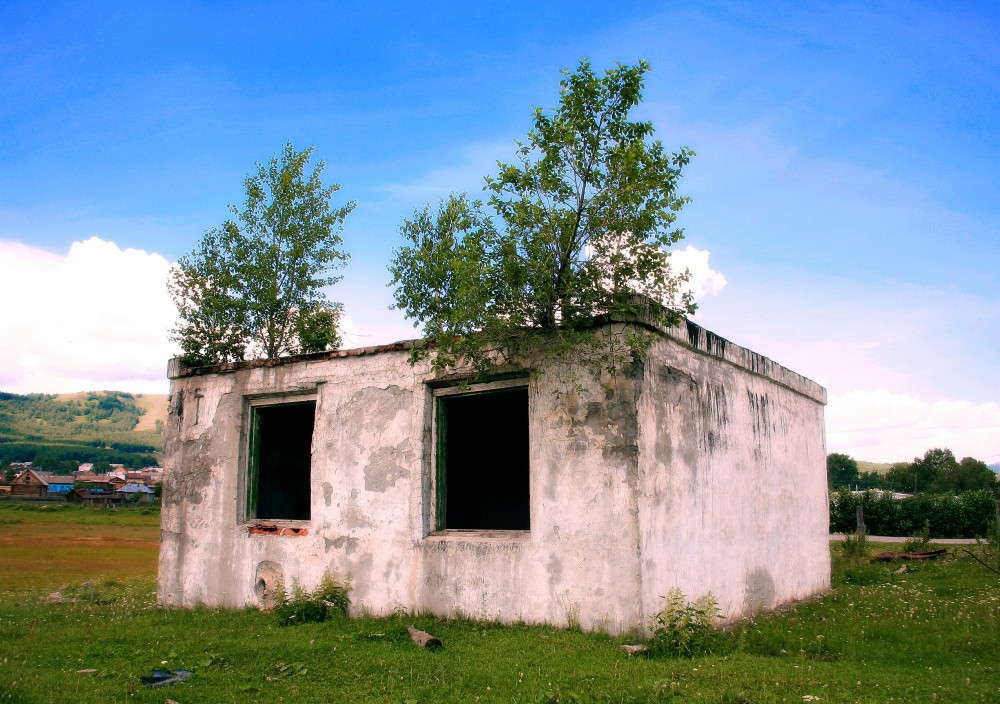 Und die Steine ​​sind Bäume ...