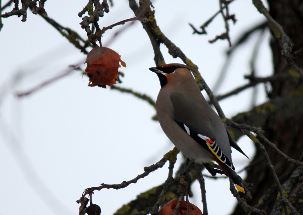 Lunch waxwings