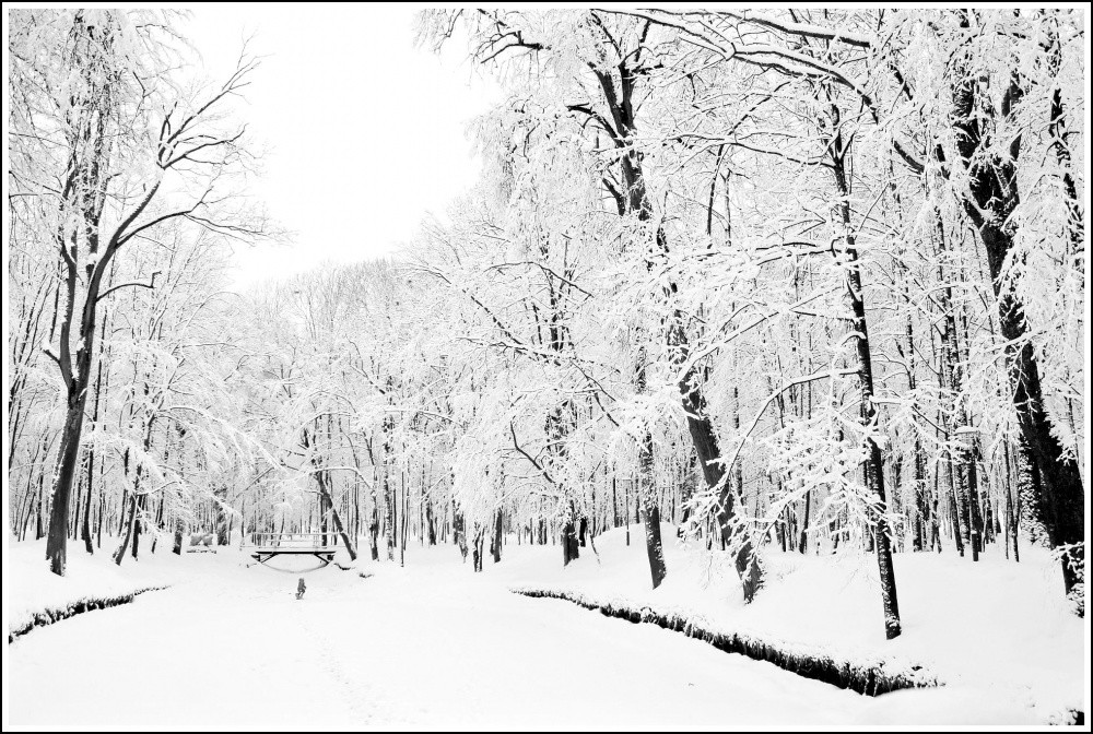 In einem wilden Teich
