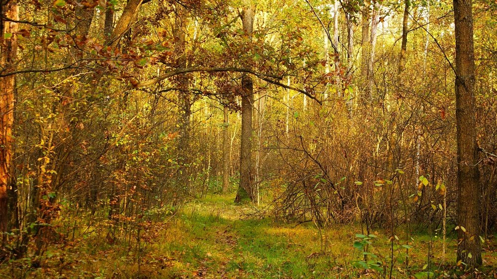 In den Tiefen des Herbstes