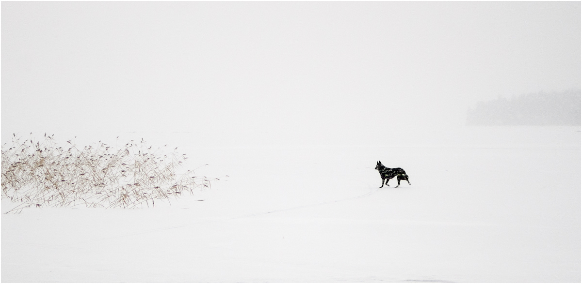 lone gefleckter Hund