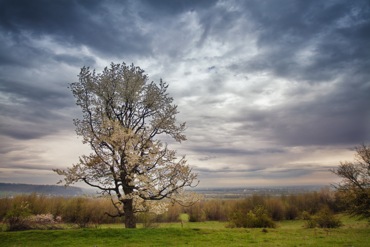 Frühling in den Ausläufern