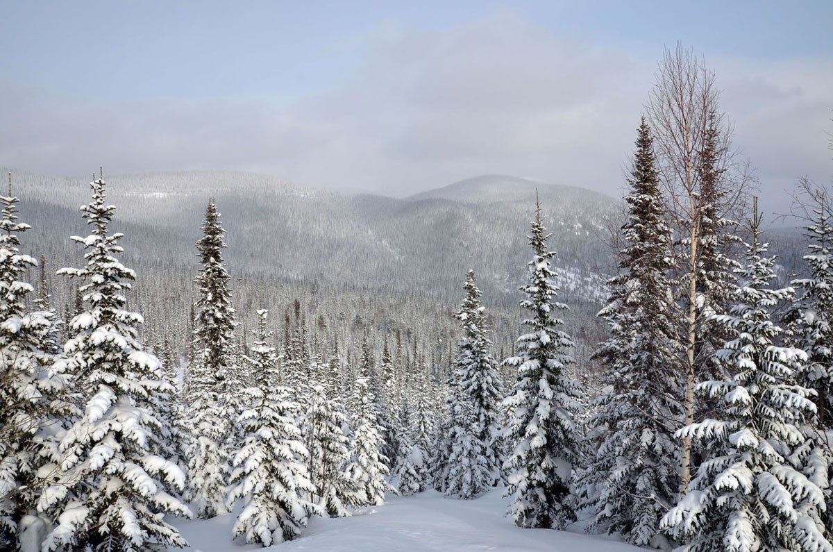 Unter einer Schneedecke