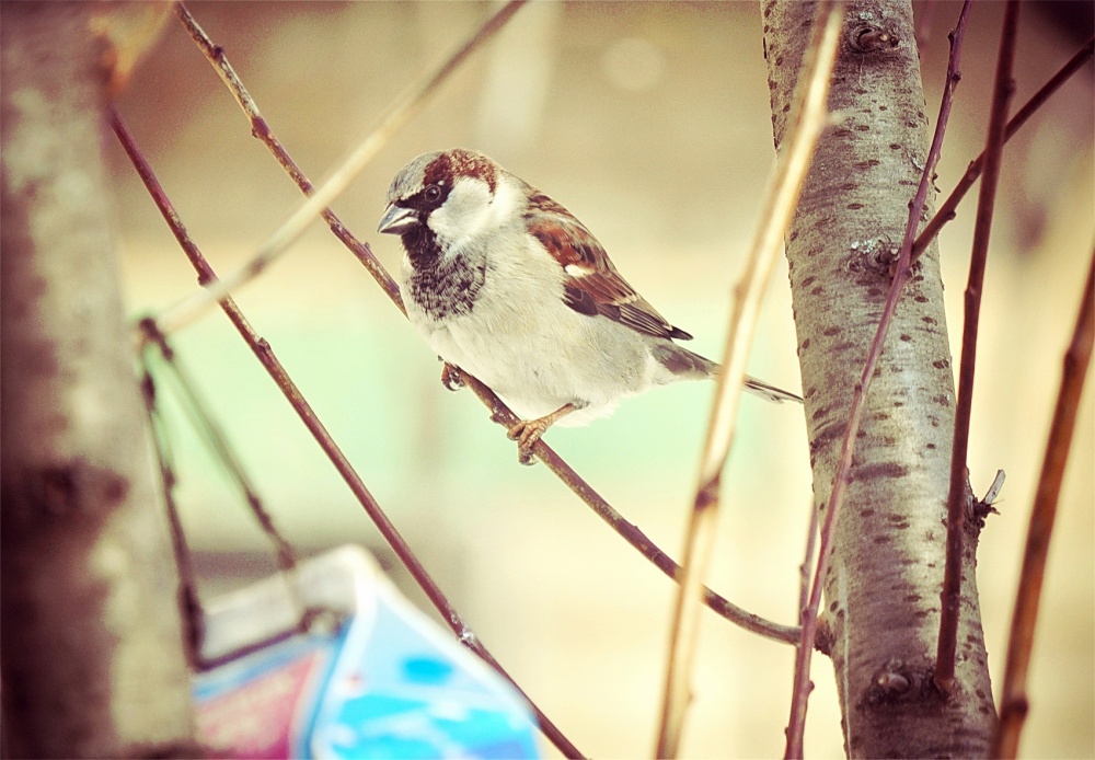 wo das Abendessen sparrow