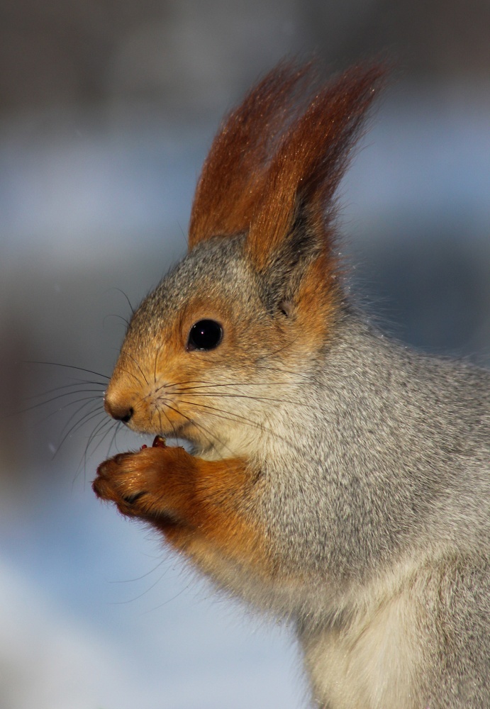 Eichhörnchen im Wintermantel