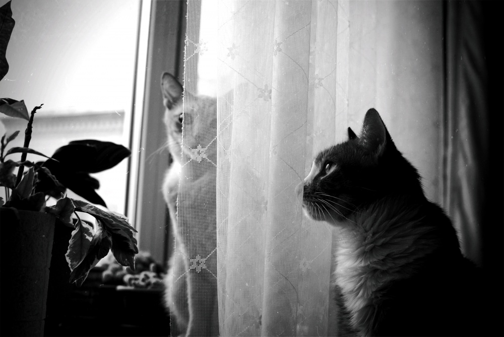 des Lebens von Katzen