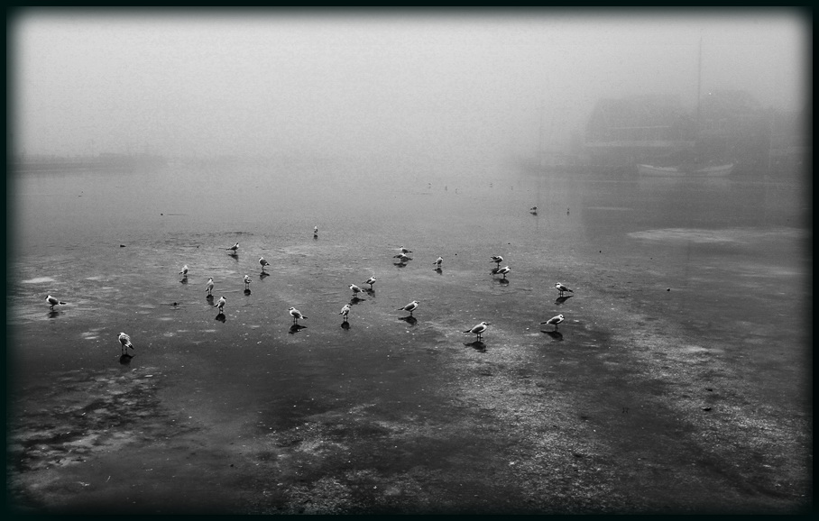 Wo sind die Fische ......