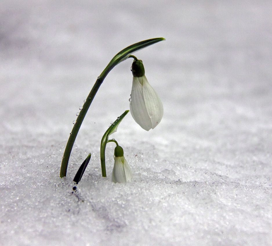 Echte snowdrop