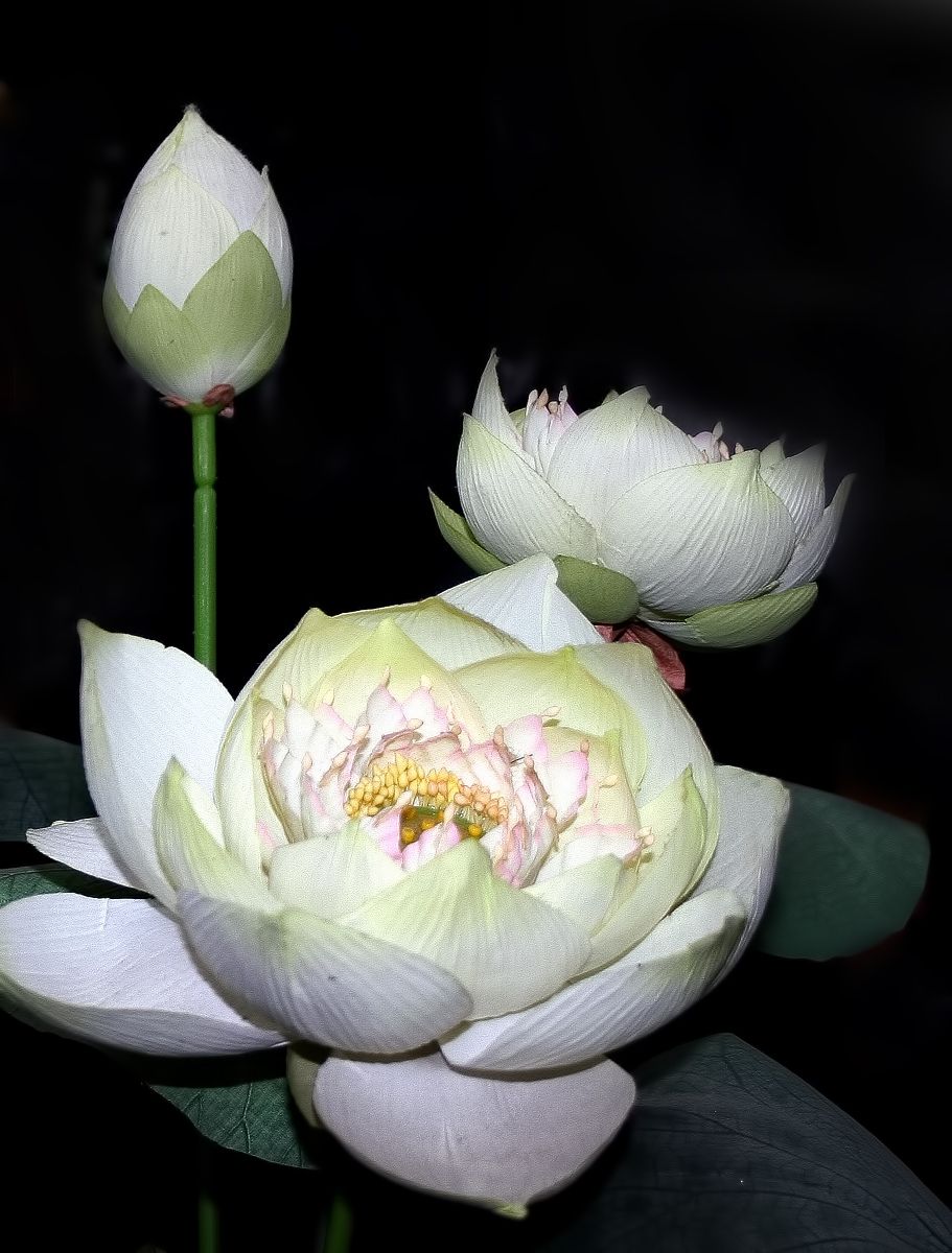 Geben Sie Blumen an Frauen!