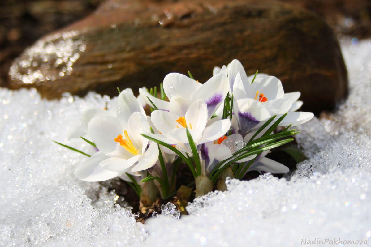 White crocus ...