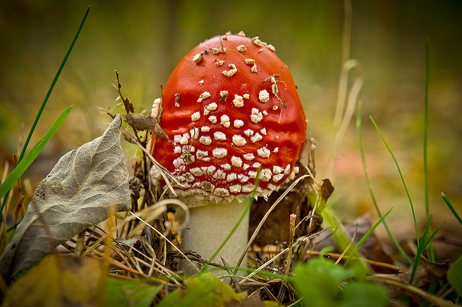 Fliegen-Blätterpilz