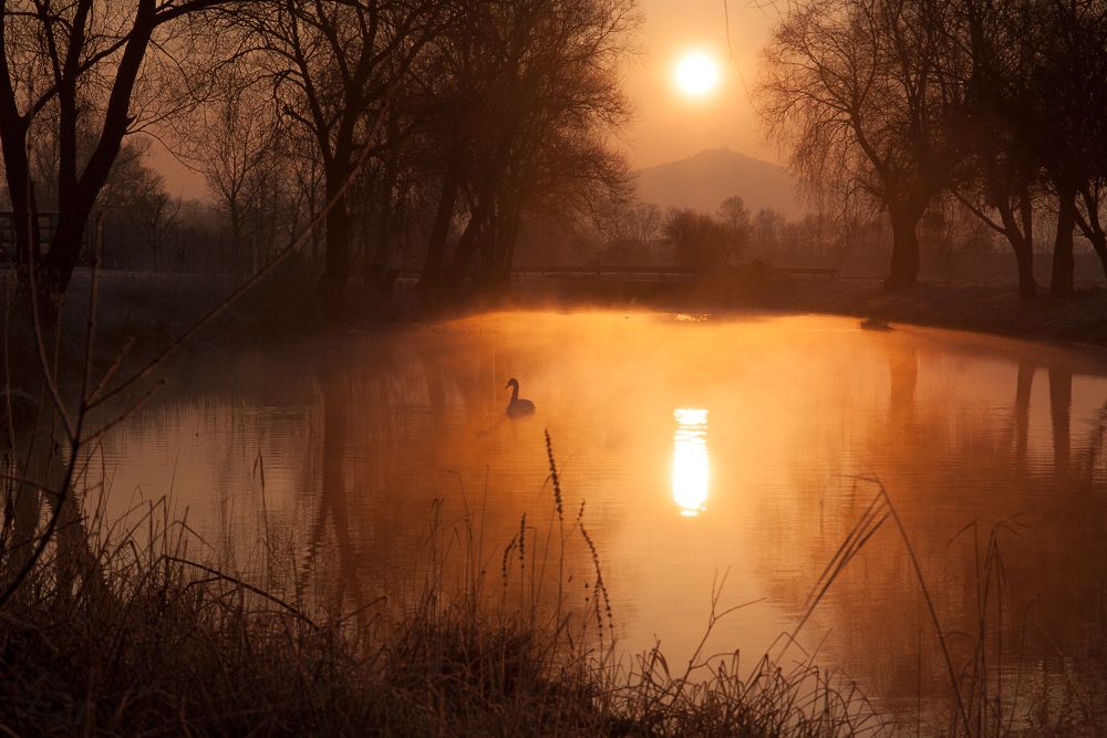 Vögel schlafen nicht