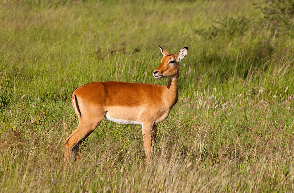 Einwohner von Tansania