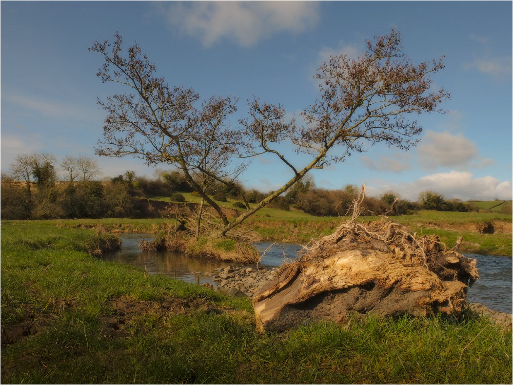 ... Über die Stumpf und den Hörnern ...