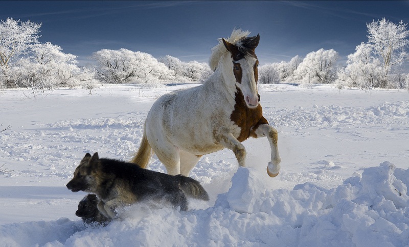 Nicht auf das, was herbivore Angriff