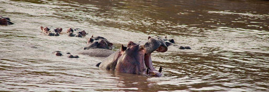 Behemoth klaffte Brot bittet hippo
