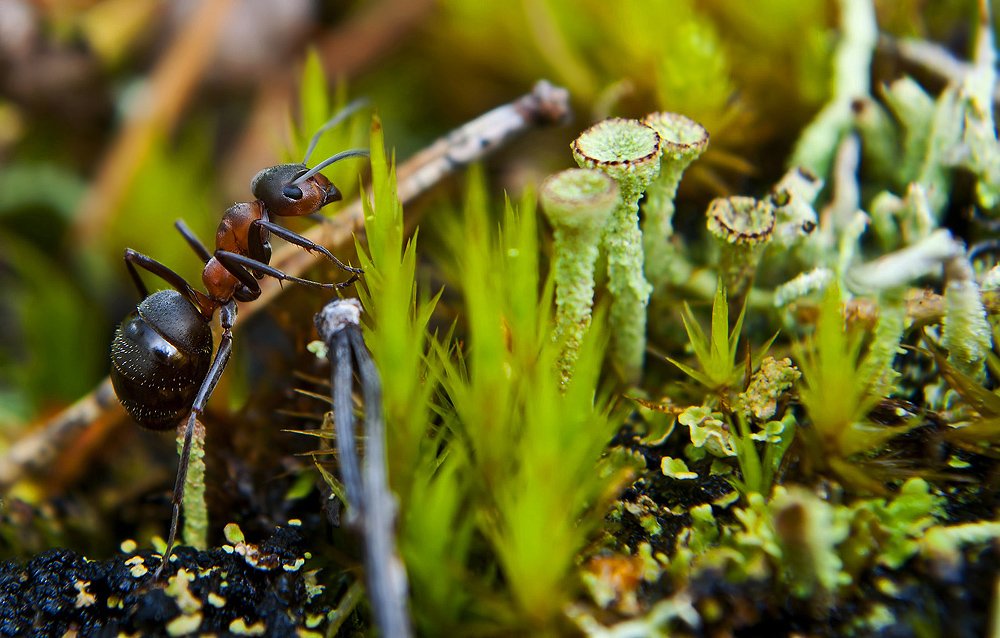 Auf der Suche nach Süßigkeiten