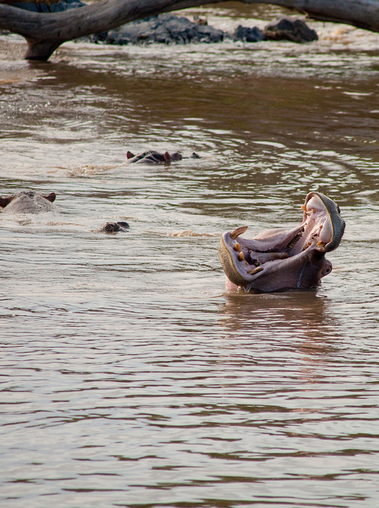 Wer ist wer perezevaet?