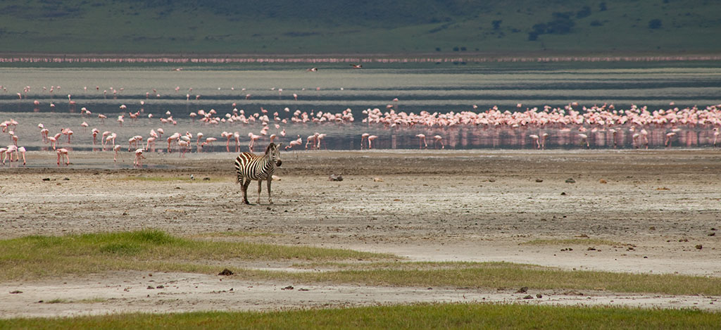 Zebra in rosa Wolken