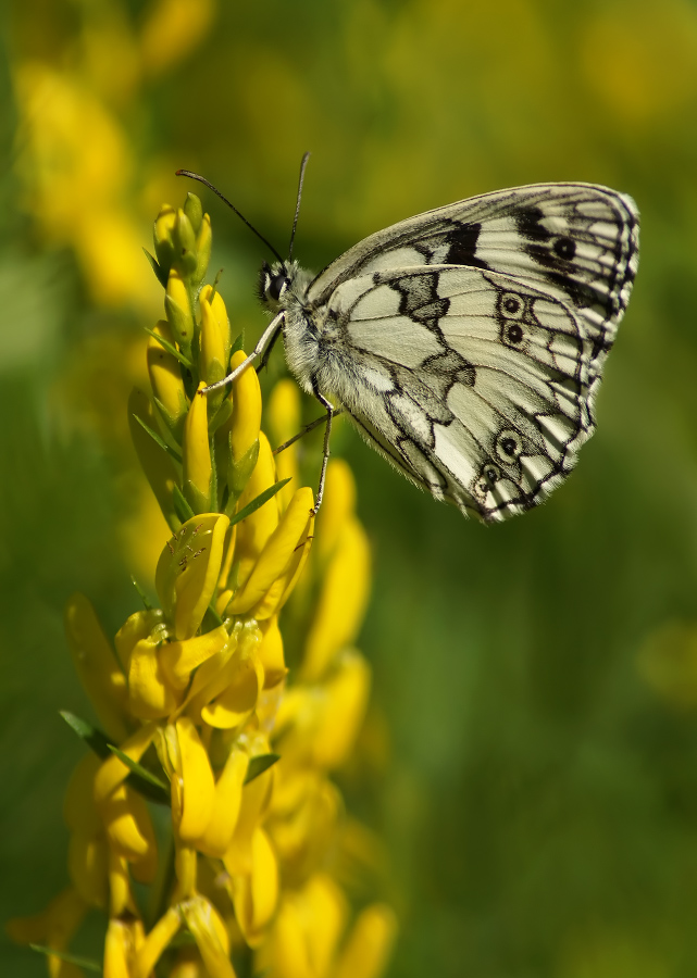 Pestroglazka Galatea