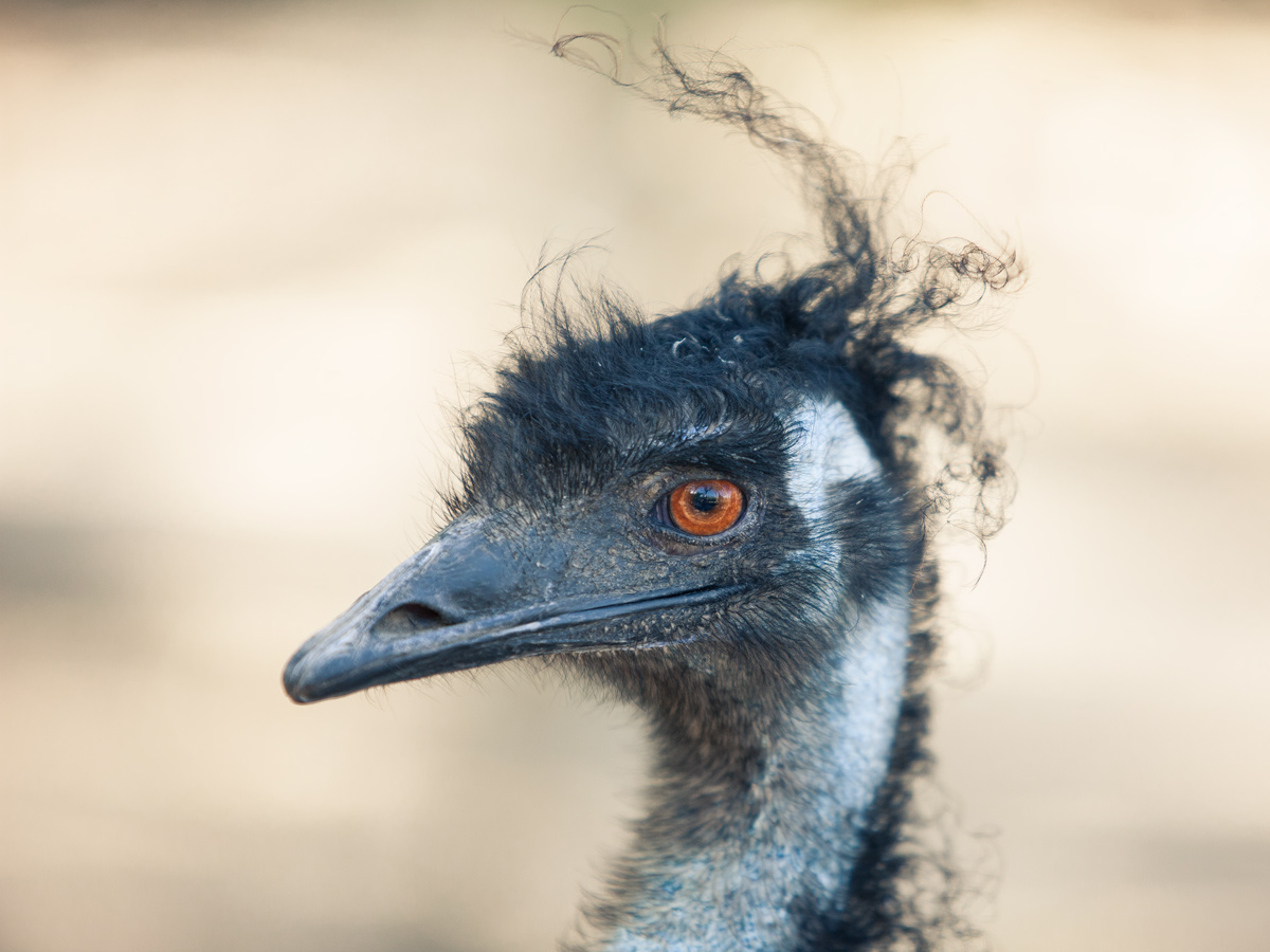 Happy New Year, Tante Hai!