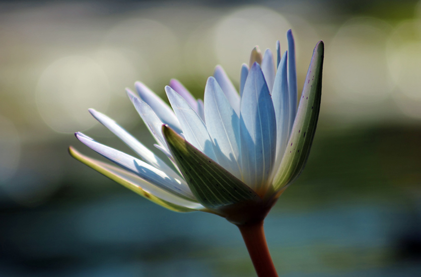 Blue Water Lily