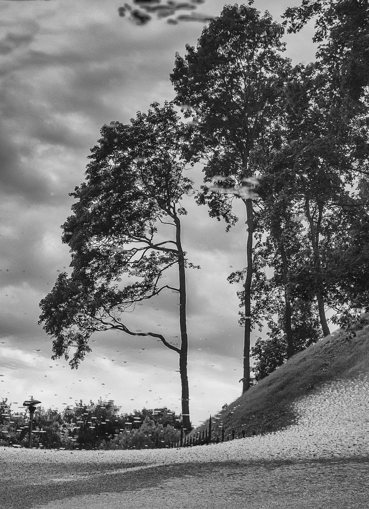 Bäume Reflexion Pools