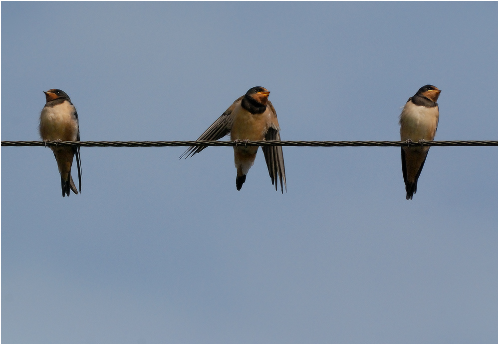 "Wenn ich nur war die Königin" ...