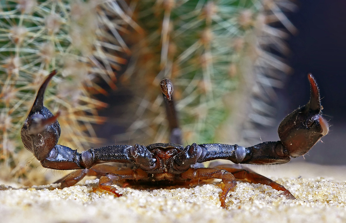 Aufhören! Ich werde beißen ...