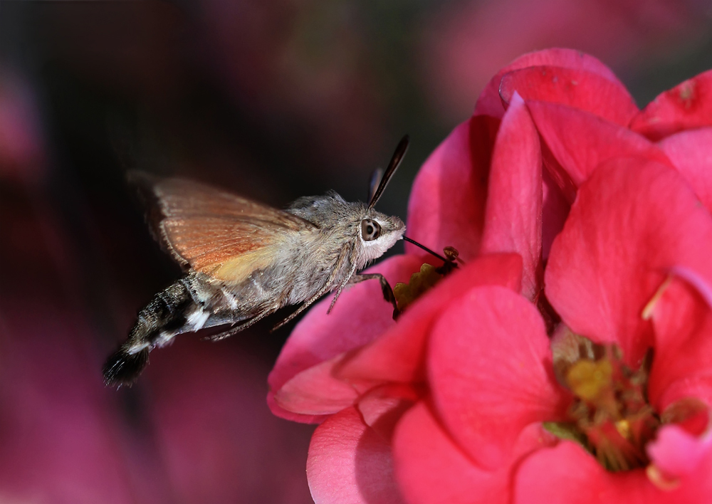 Macroglossum stellatarum