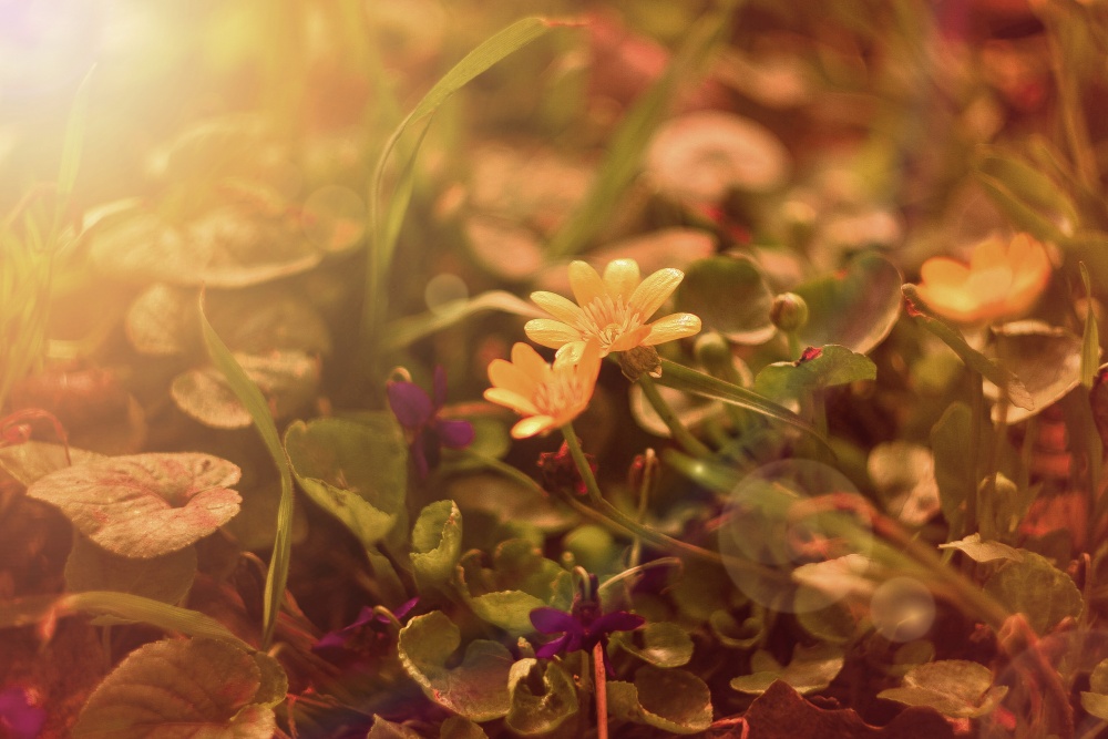 auf der sonnigen Wiese