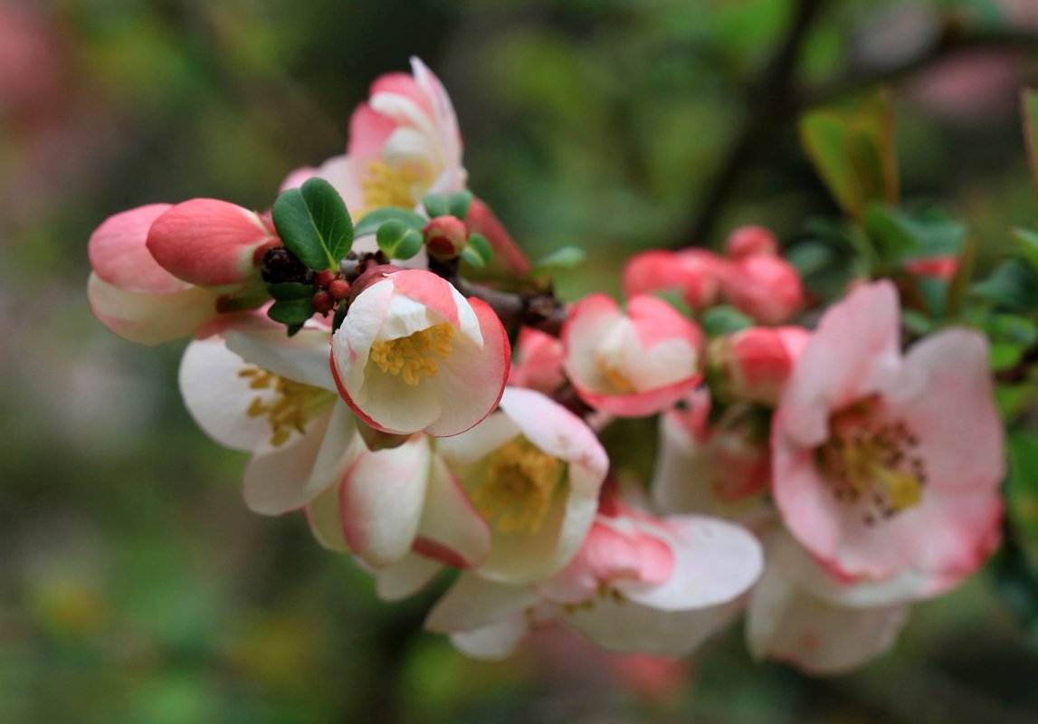 Chaenomeles schönen