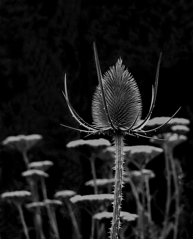 Eryngium