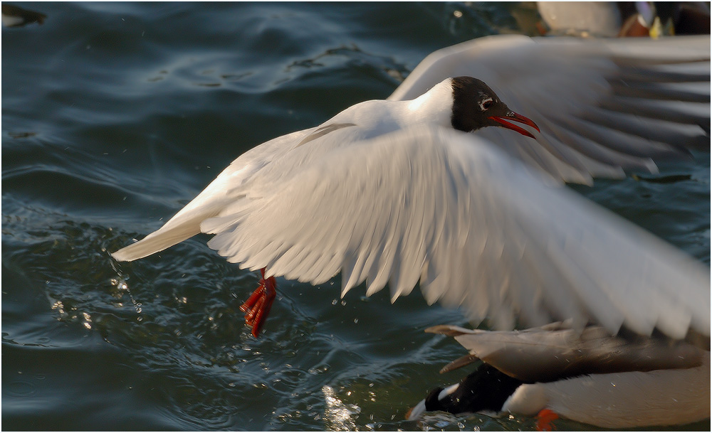"Entkommen / weggehen ..."