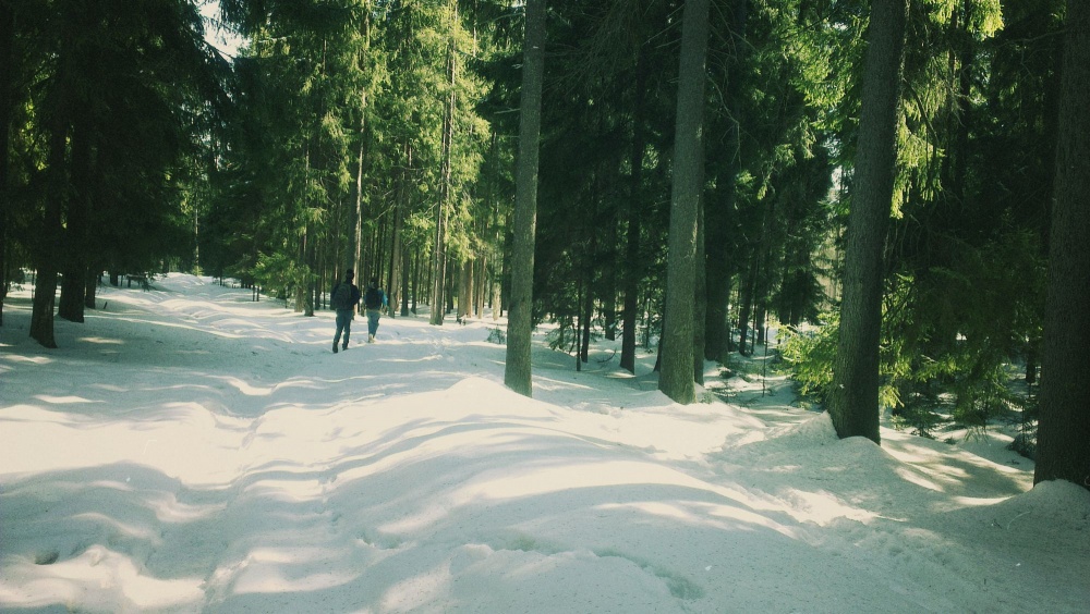 Alex und Bob in den Wäldern