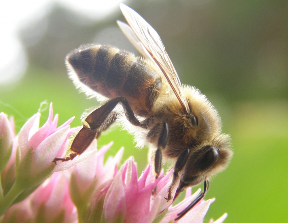 Rückstände - sweet