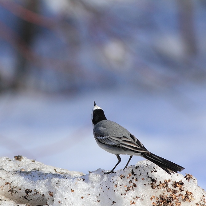 Enchanted blühende Weide