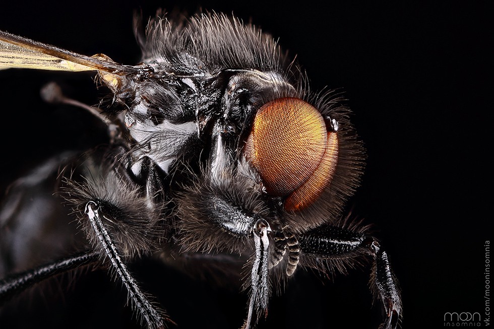 Mosquito "Tolstonozhka"