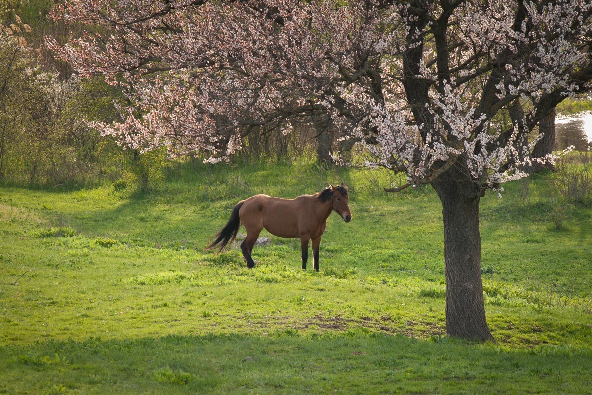 Frühling Idylle.