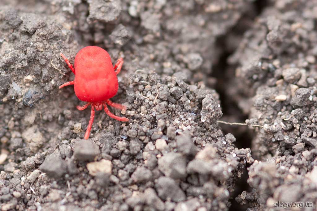 Um mit Mimikry Hölle!