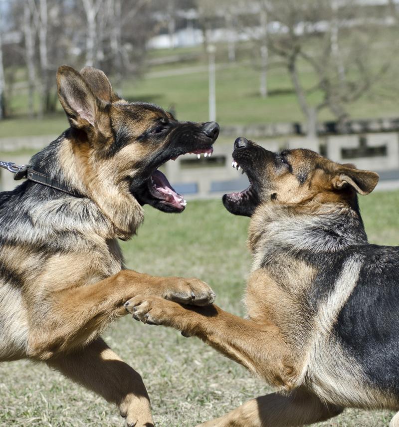 Wieder einmal die Deutschen