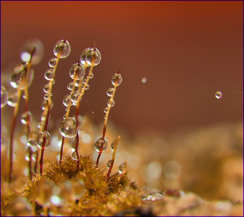 Misshandelte Opposition ...