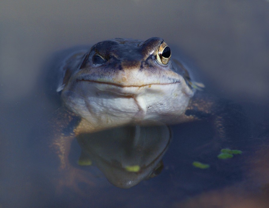 "Ich sehe sie alle!" ...
