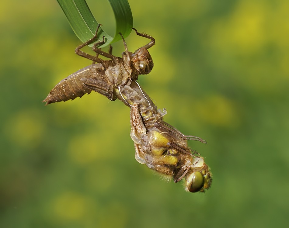 Geburt einer Libelle