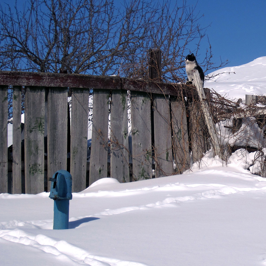 Premonition des Frühlings