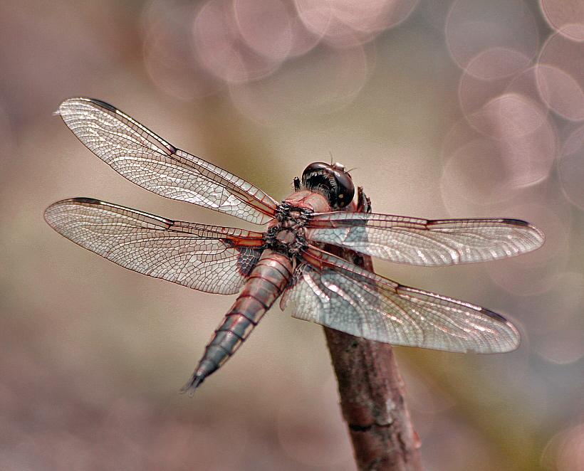 Dragonfly Traum