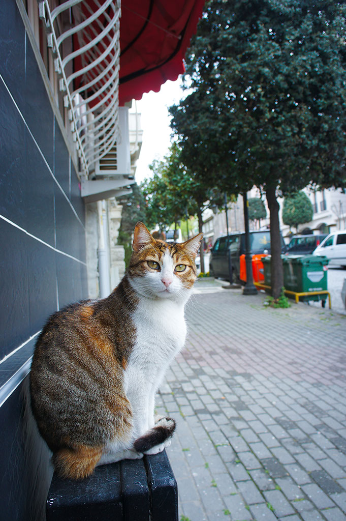 Istanbul - eine Stadt der Katzen