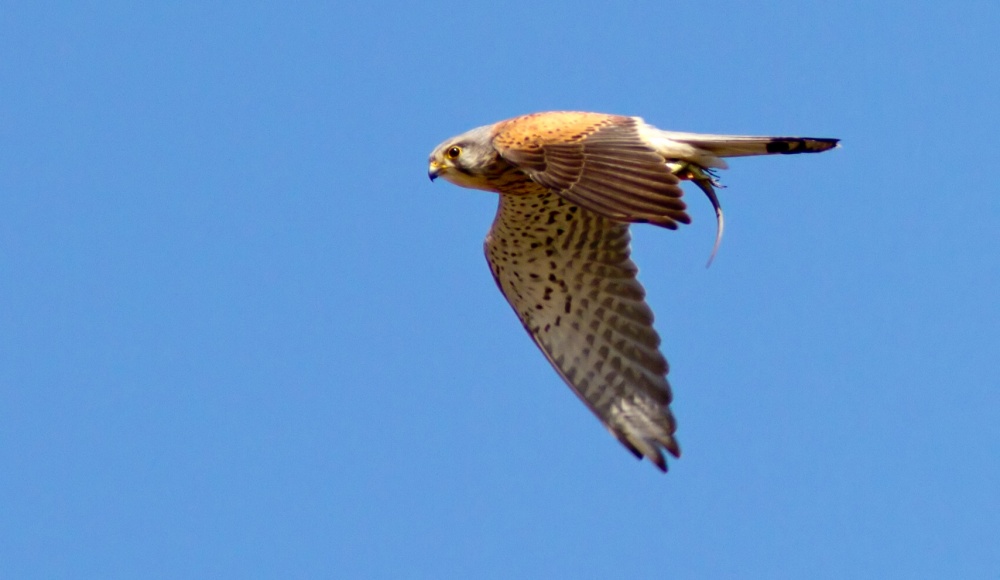 Kestrel